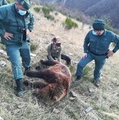 Confirman dos años de cárcel y 17.500 euros de multa al cazador que mató una osa en Palencia