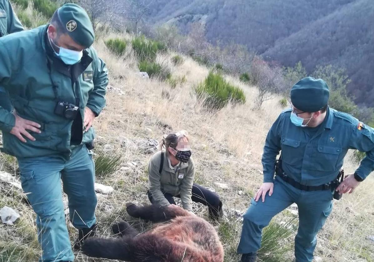 Dos guardias civiles y una especialista en conservación de osos, junto al ejemplar abatido en 2020.