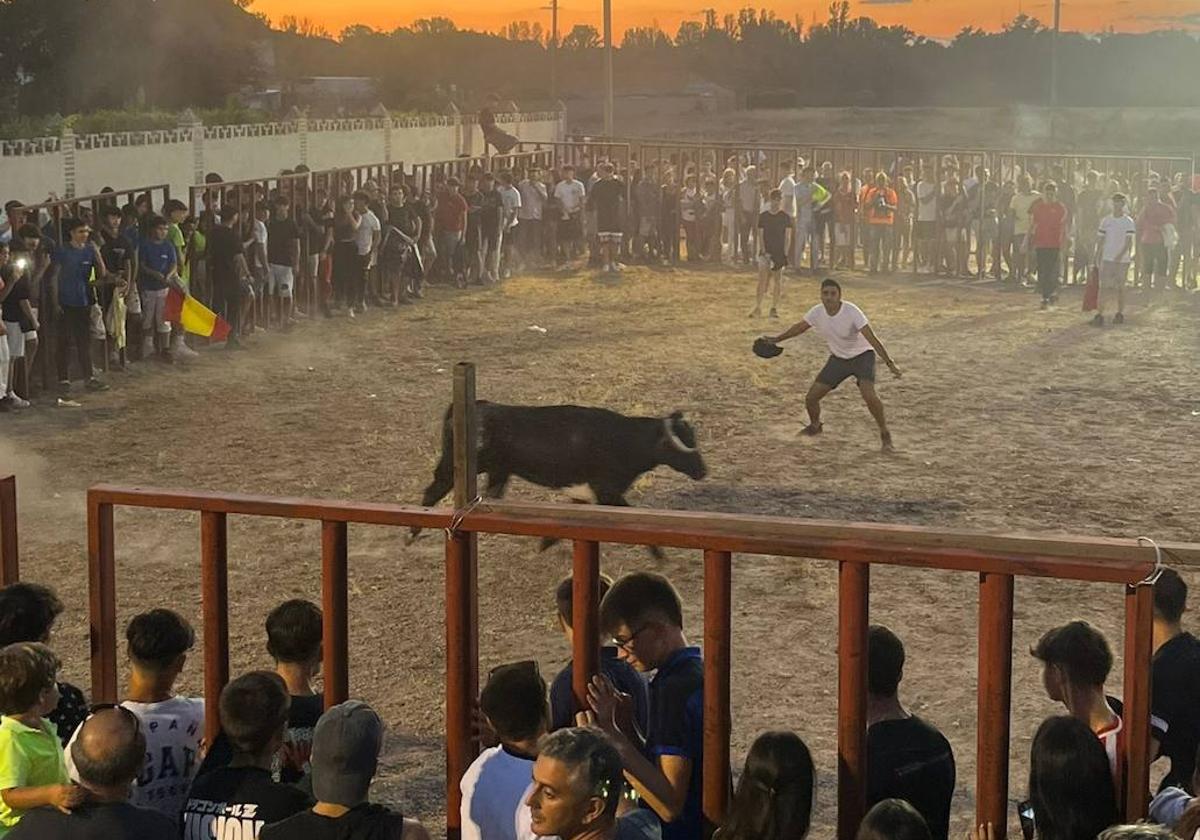 Espectáculo taurino en las fiestas de Herrera de Duero.