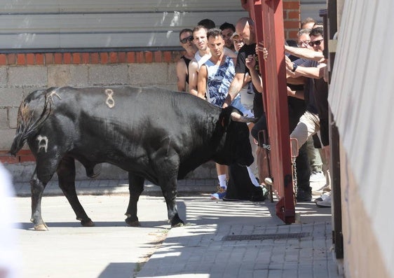 Encierro este sábado por la mañana en Matapozuelos.