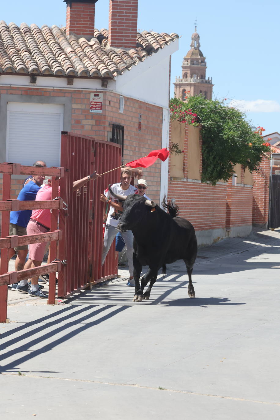 El segundo encierro de las fiestas de Matapozuelos, en imágenes