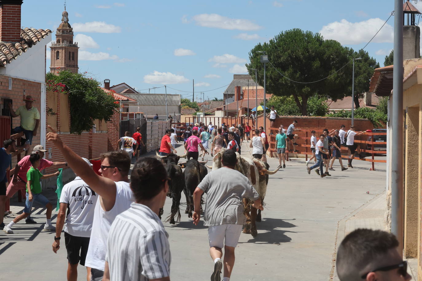 El segundo encierro de las fiestas de Matapozuelos, en imágenes