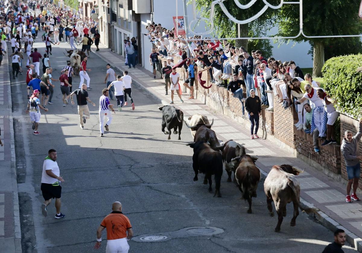 Uno de los encierros de las fiestas populares de Íscar del año pasado.