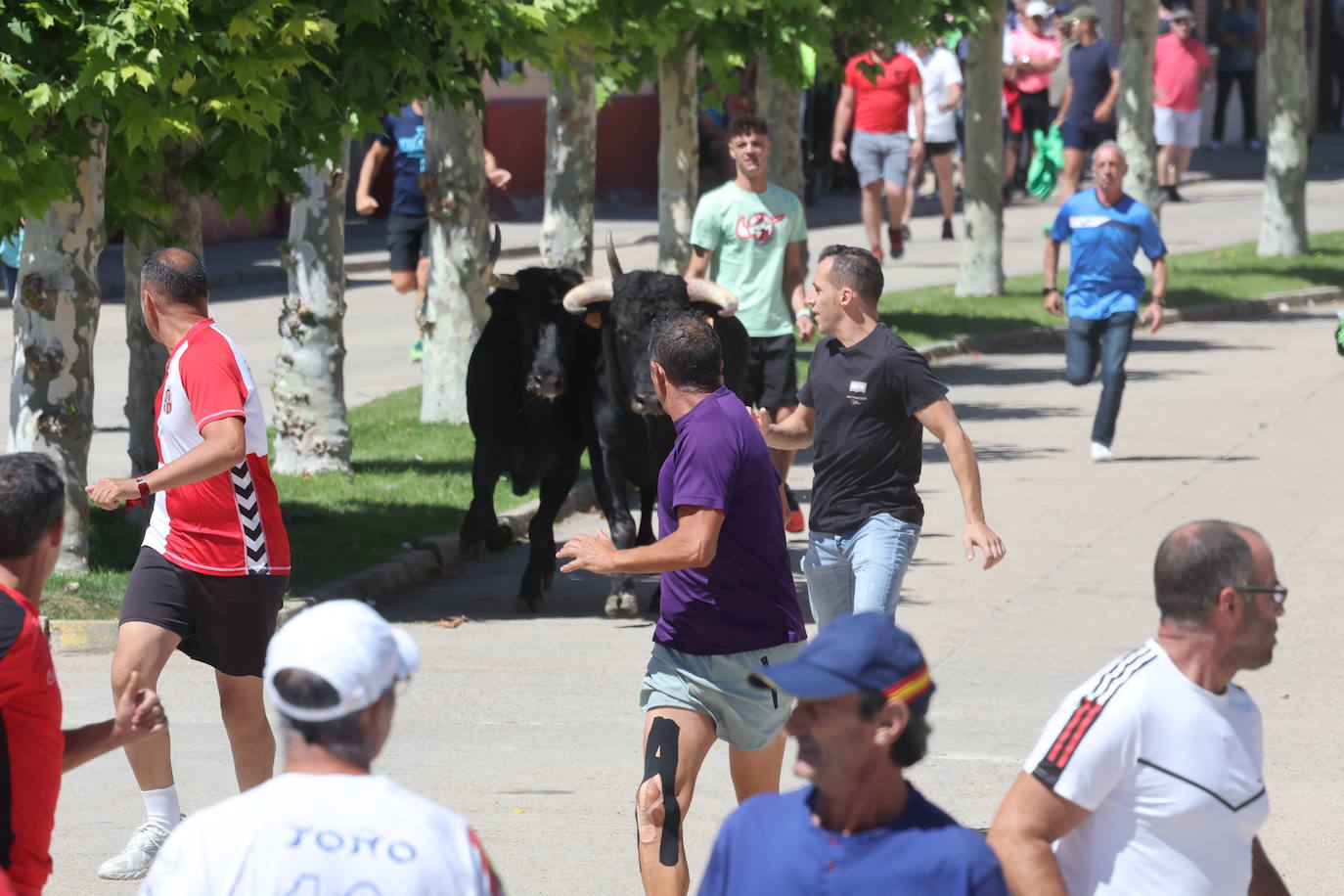 Encierro matinal de la jornada del domingo en Matapozuelos (Valladolid)