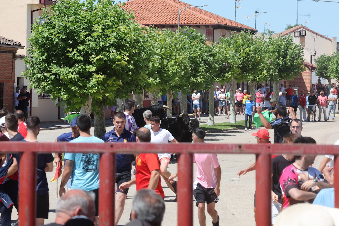 Encierro matinal de la jornada del domingo en Matapozuelos (Valladolid)