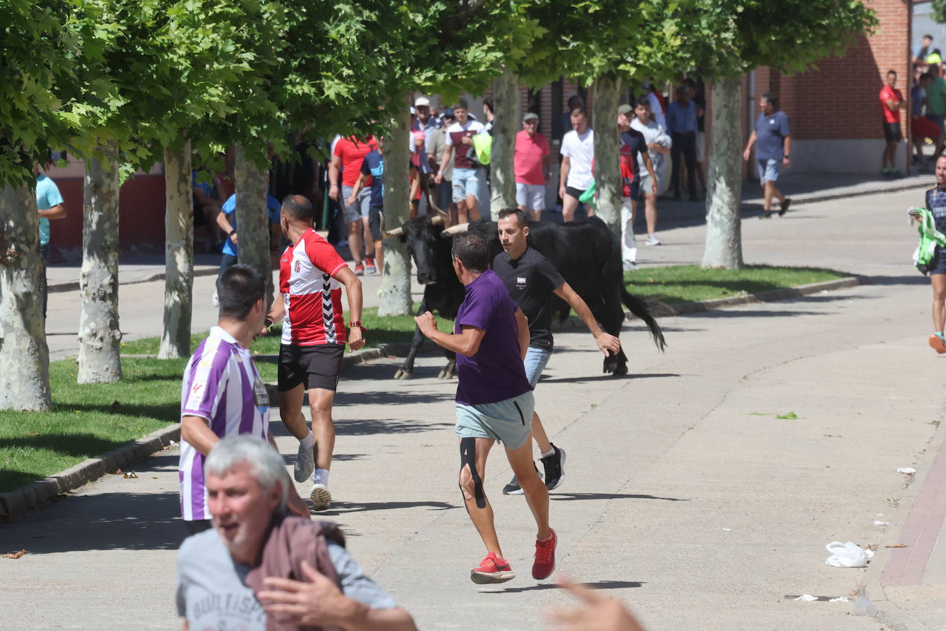 Encierro matinal de la jornada del domingo en Matapozuelos (Valladolid)