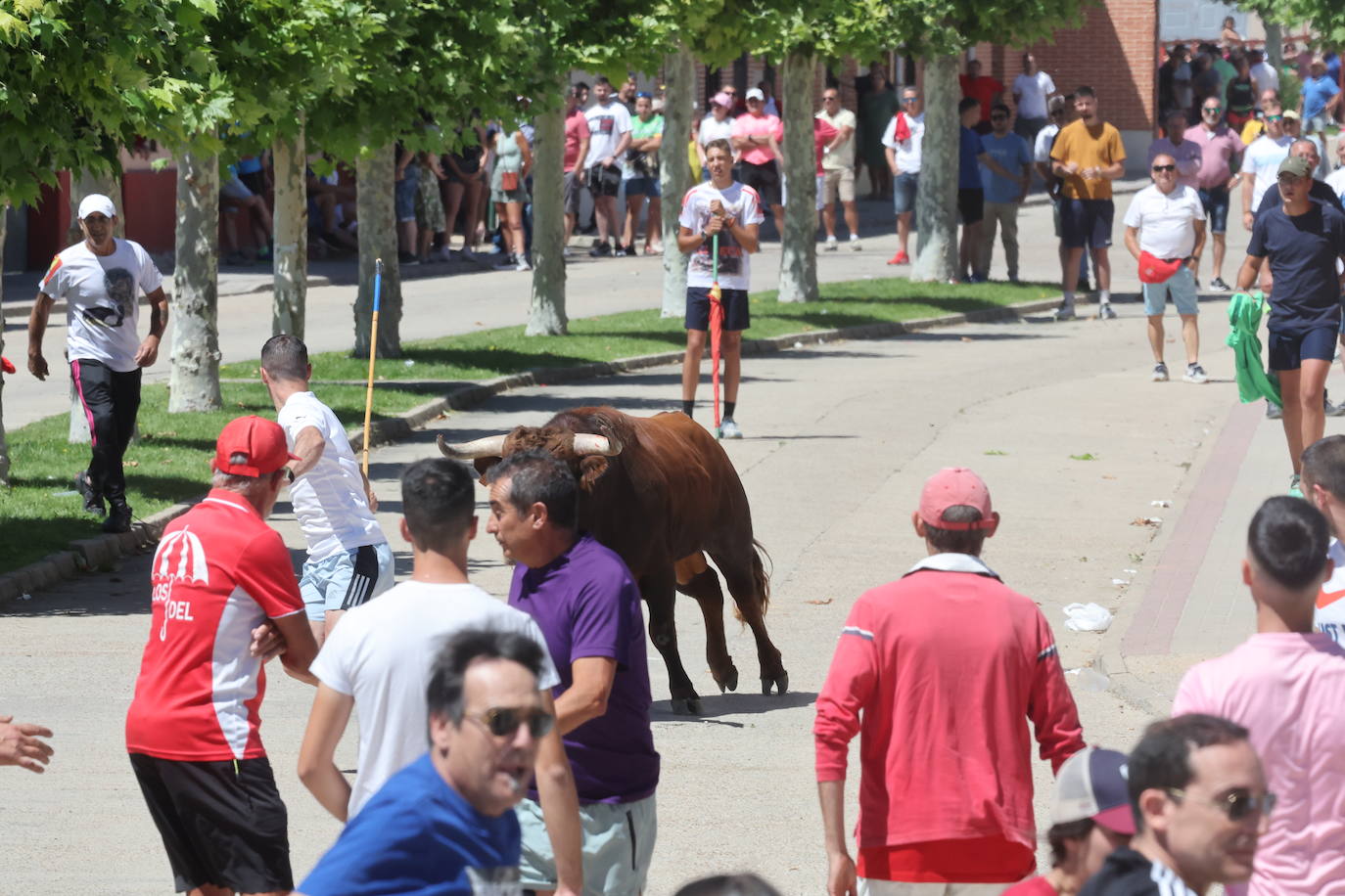 Encierro matinal de la jornada del domingo en Matapozuelos (Valladolid)