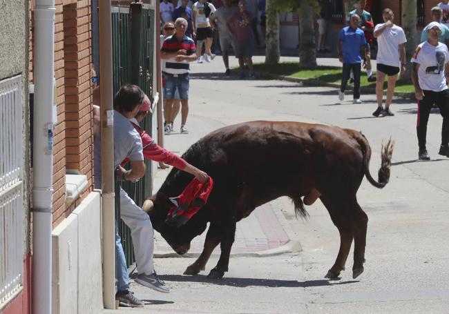 Encierro de Matapozuelos, este domingo.