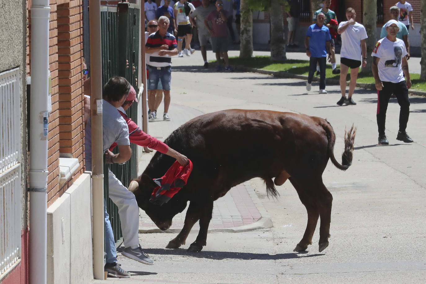 Encierro matinal de la jornada del domingo en Matapozuelos (Valladolid)