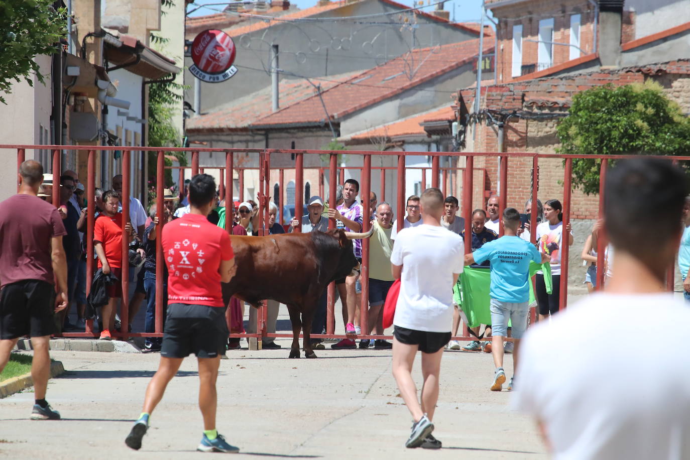 Encierro matinal de la jornada del domingo en Matapozuelos (Valladolid)