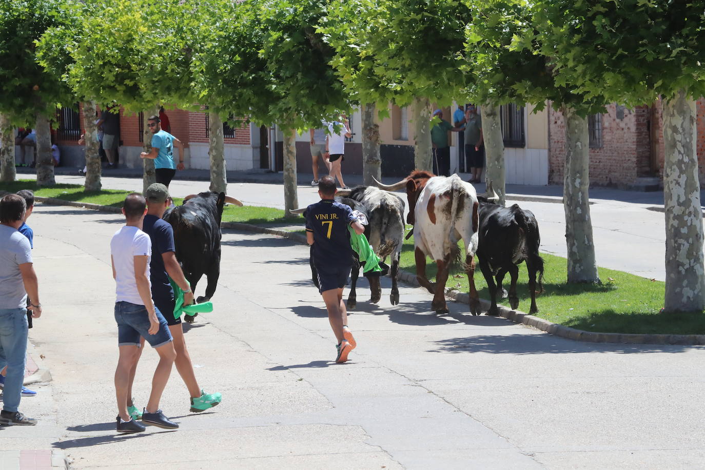 Encierro matinal de la jornada del domingo en Matapozuelos (Valladolid)