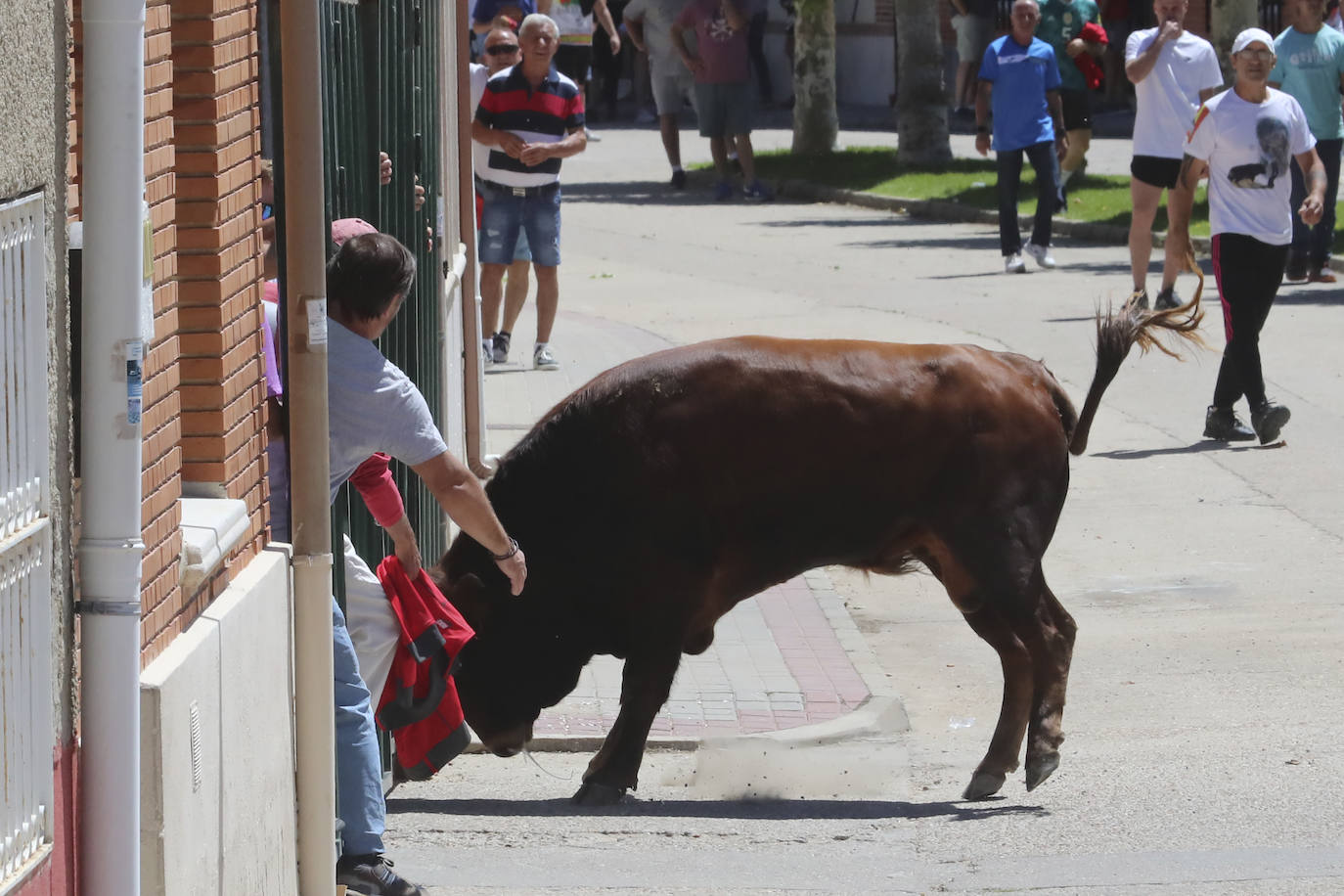 Encierro matinal de la jornada del domingo en Matapozuelos (Valladolid)