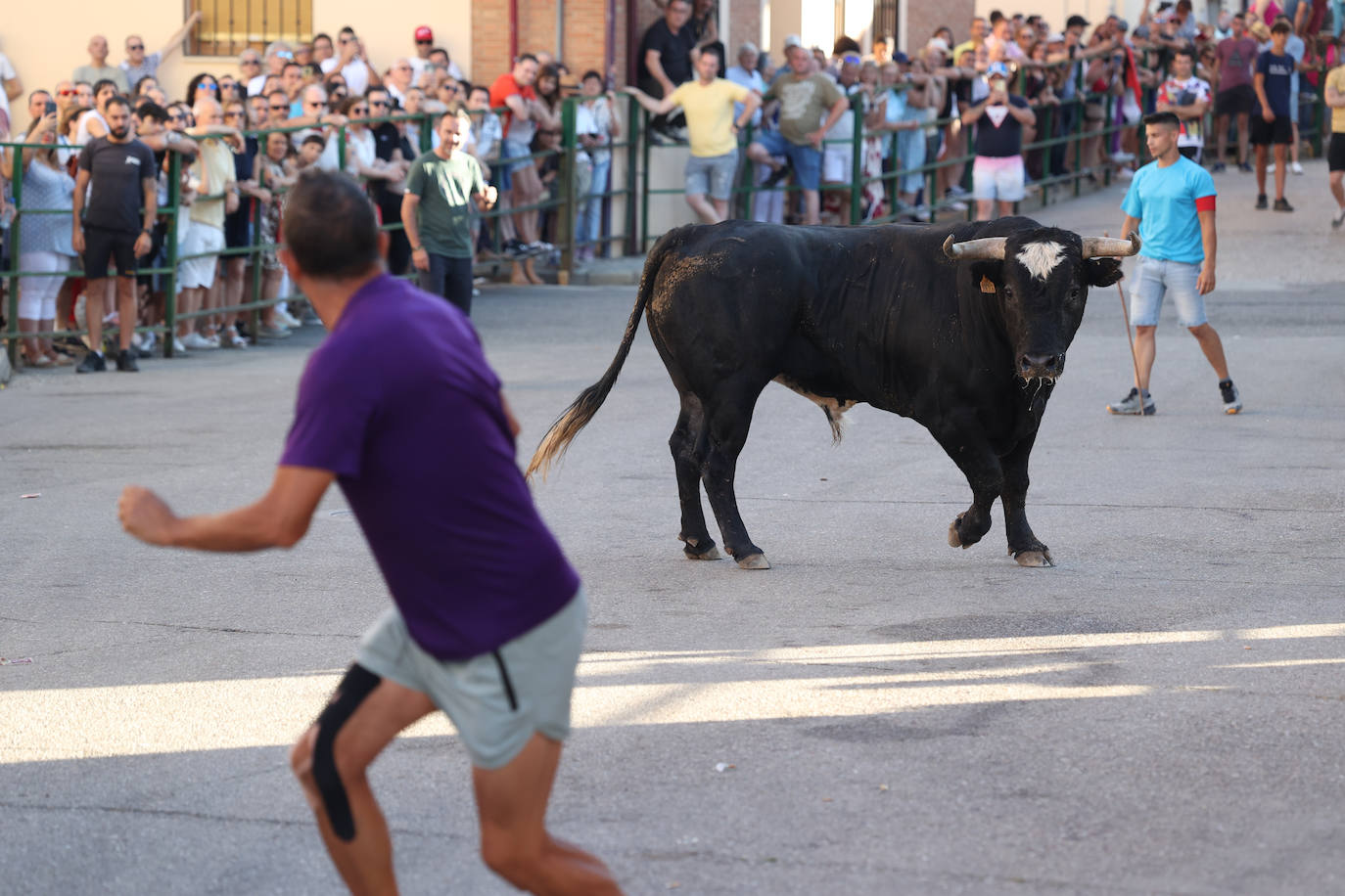 El sexto encierro de las fiestas de Santa Marina en Cigales, en imágenes