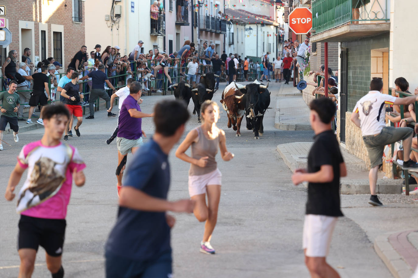 El sexto encierro de las fiestas de Santa Marina en Cigales, en imágenes