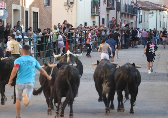 Imágenes del sexto y último encierro de este domingde las fiestas de Santa Marina 2024 en Cigales