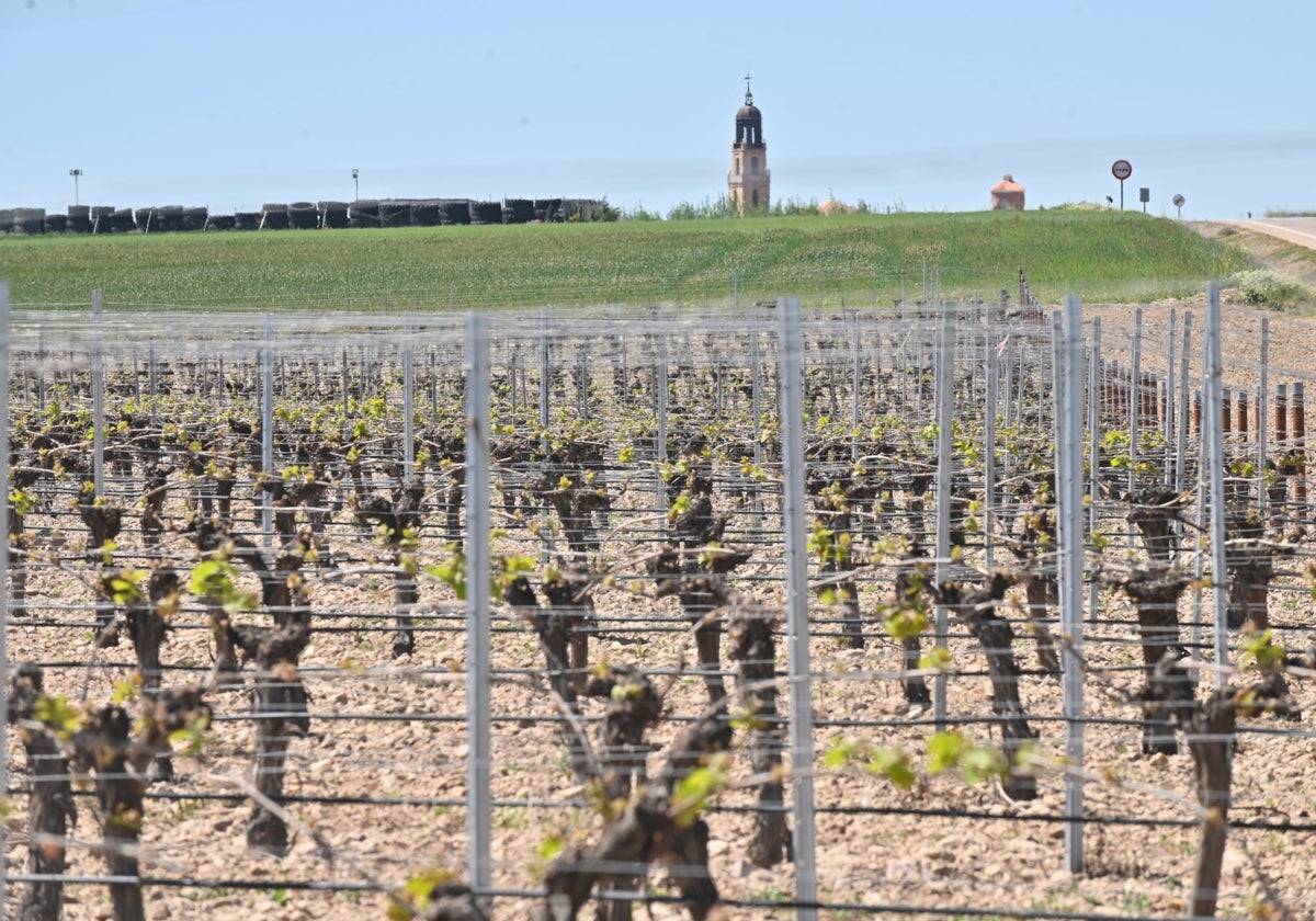 Enclavado en la Denominación de Origen Rueda, Villaverde de Medina cuenta con un pujante sector vitivinícola.