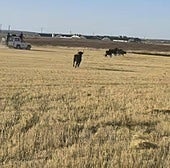 Fuga con olor a sabotaje de las cinco vacas y los dos bueyes del encierro de Matapozuelos