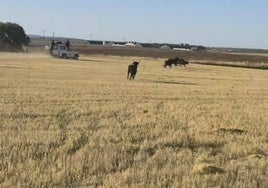 Las reses, en plena huida. En las otras fotos, trasera por la que huyeron los animales, el público, frustrado por la falta de encierro y una de las vacas escapadas.