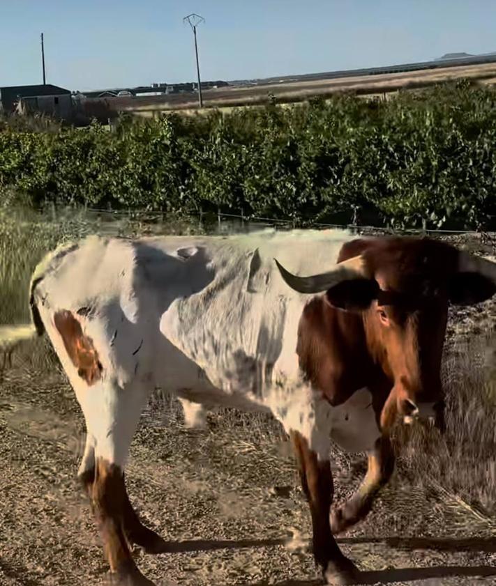 Imagen secundaria 2 - Fuga con olor a sabotaje de las cinco vacas y los dos bueyes del encierro de Matapozuelos