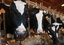 Vacas en una explotación ganadera de