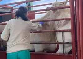 Una veterinaria realiza una prueba de saneamiento en una explotación salmantina.