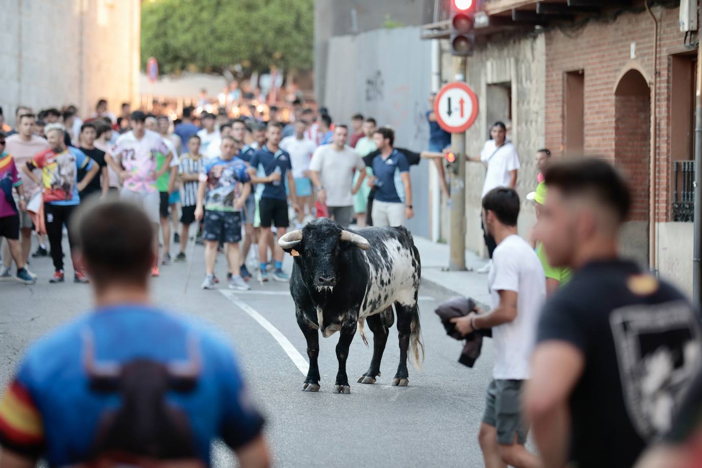 El Toro del Fogato en Tudela, en imágenes