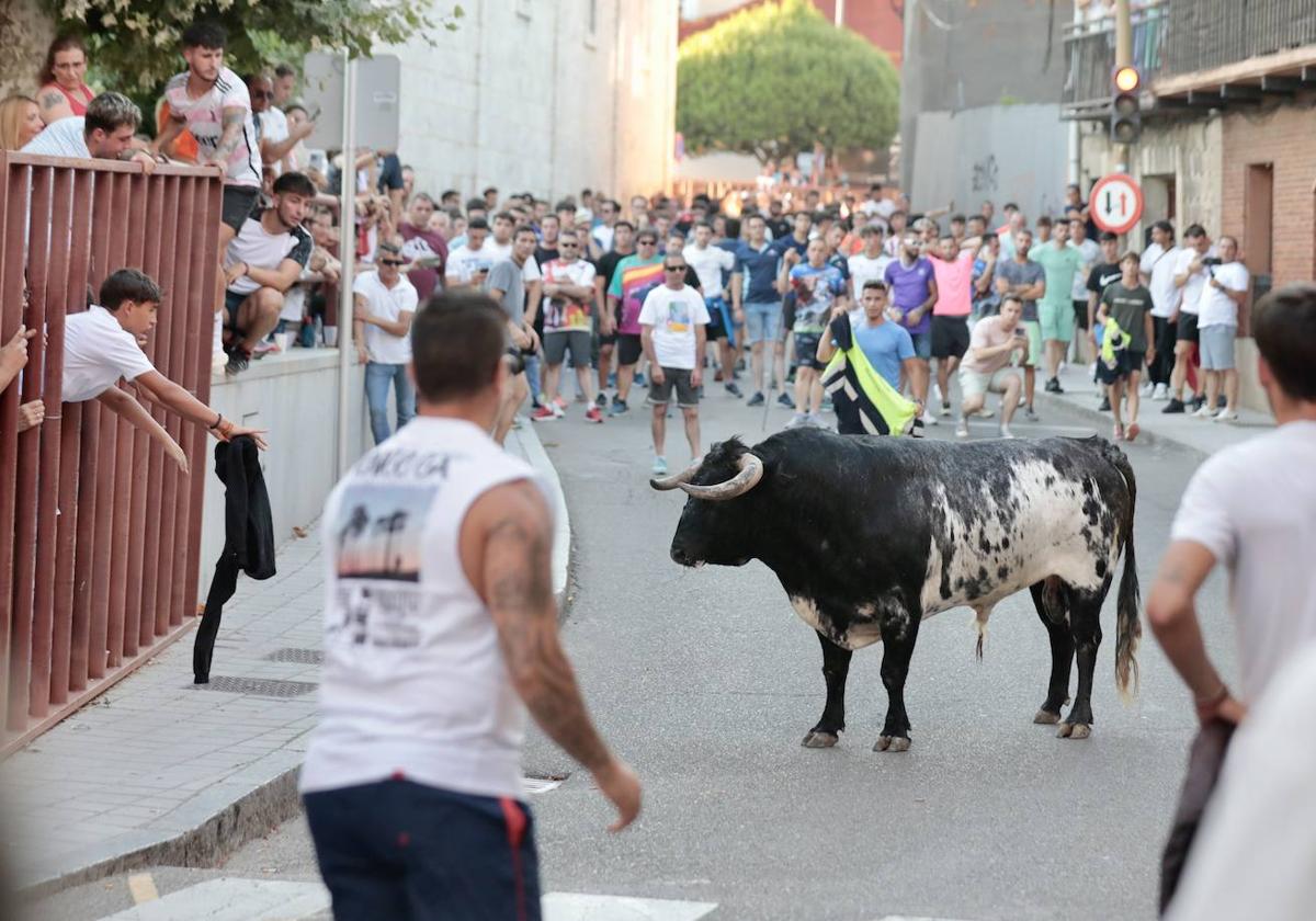 El Toro del Fogato en Tudela, en imágenes