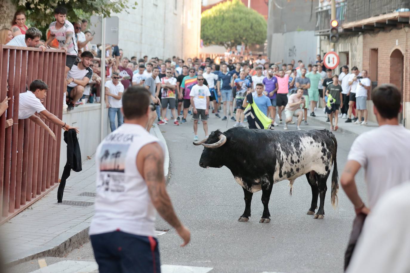 El Toro del Fogato en Tudela, en imágenes