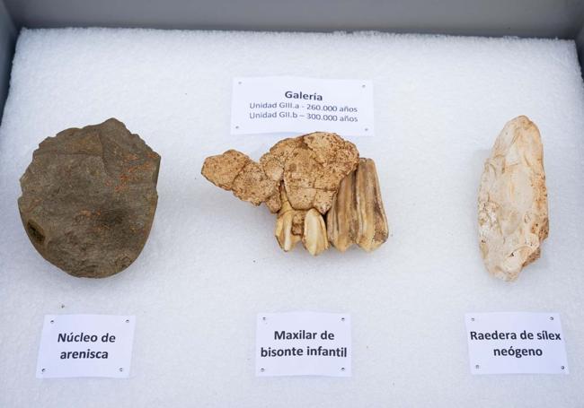 Restos hallados en Galería de entre 260.000 y 300.000 años.