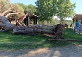 El árbol, sobre la pérgola.