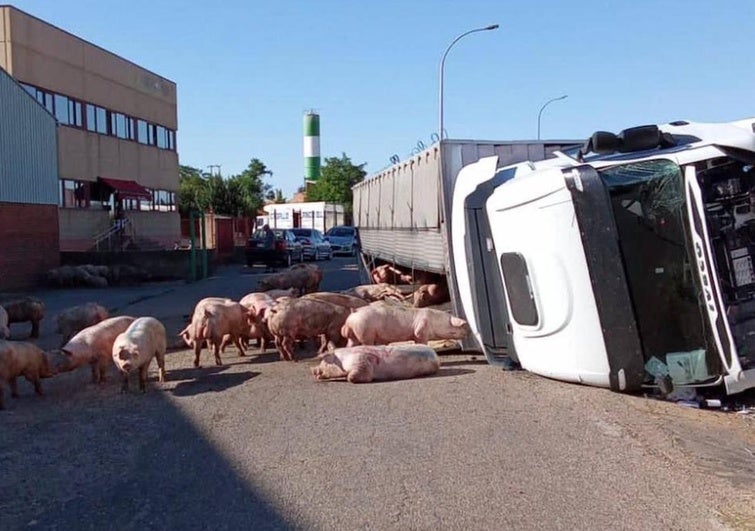 Varios cerdos, en el asfalto tras el accidente.