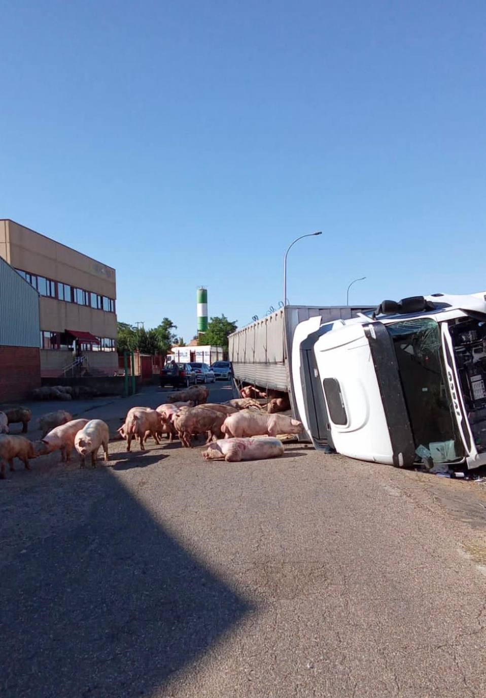 Mueren varios cerdos y otros campan por la N-610 al volcar un camión en Villalón