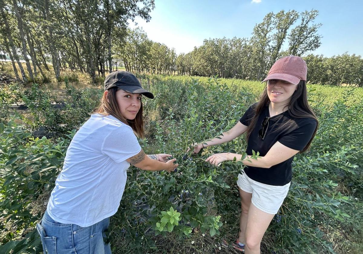 Laura Calleja y Cristina Baz muestran los arándanos de su plantación en la localidad salmantina de El Maíllo.