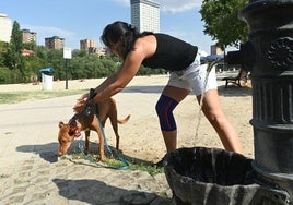 Una joven refresca a su perro en Las Moreras, Valladolid.