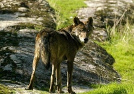 Imagen de archivo de un lobo ibérico.