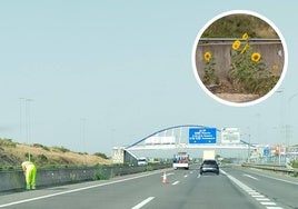 Comienza la retirada de los girasoles que brotaban en las medianas de la ronda exterior VA-30.