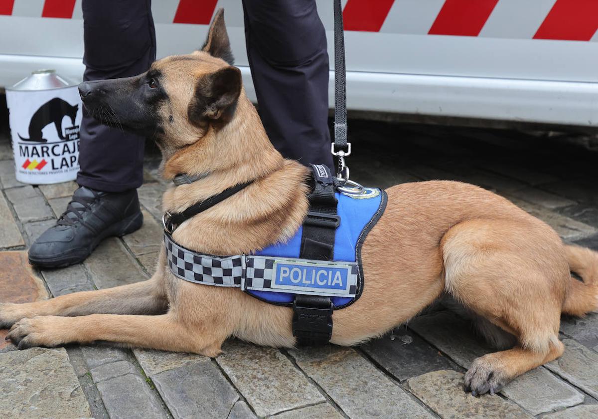 Perro de la Unidad Canina de la Policía Local.