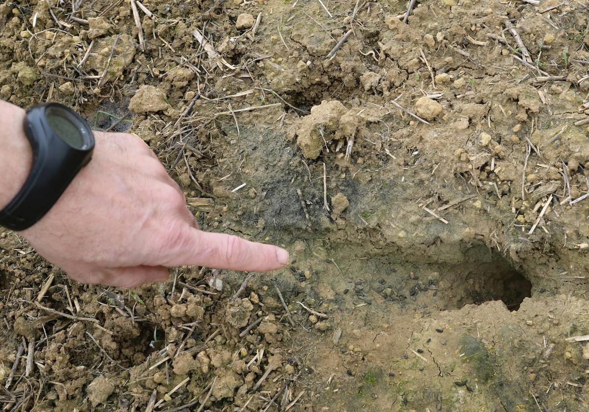 Hura de topillo en una parcela de Frómista, Palencia.