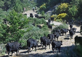Subida de las vacas al Puerto del Pico en la Sierra de Gredos.