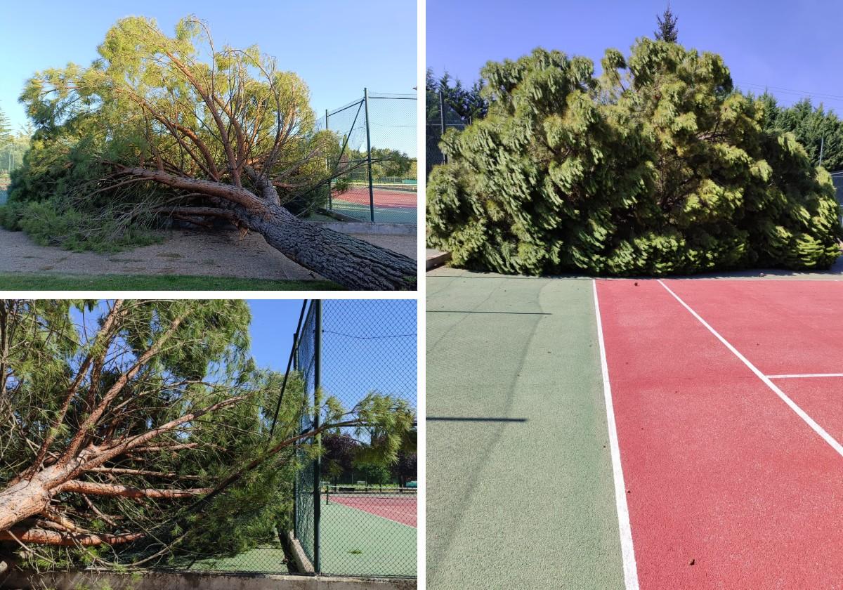 ejemplar de pino caído en la pista de tenis número 2 del complejo Isla Dos Aguas.