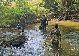 Agentes medioambientales y celadores de la Junta recorren el río en la recogida de los peces muertos.