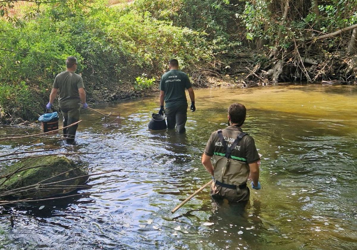 Agentes medioambientales y celadores de la Junta recorren el río en la recogida de los peces muertos.