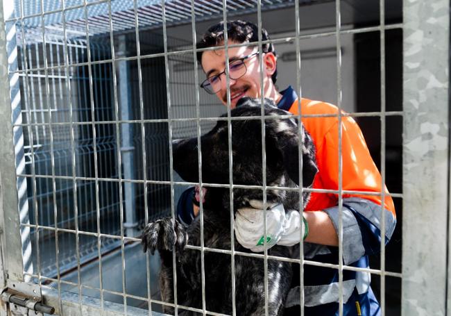 Un funcionario cuida a uno de los canes acogidos en el centro municipal.