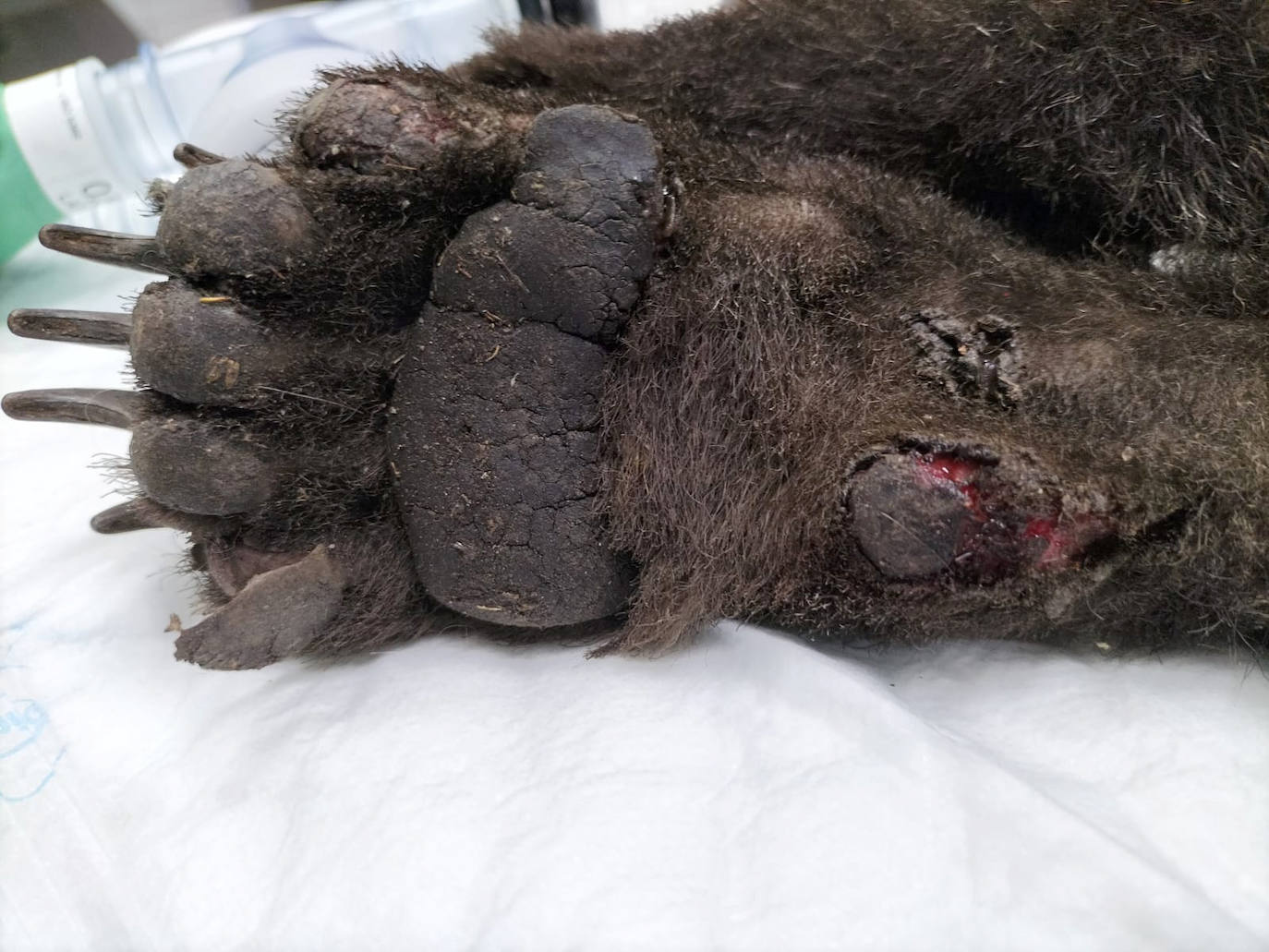 Las quemaduras que presenta el osezno en las plantillas de las patas.