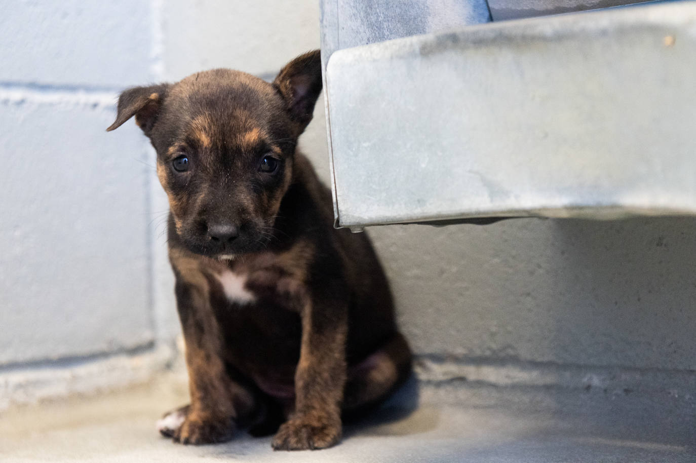 El centro de protección animal de Valladolid, saturado en verano