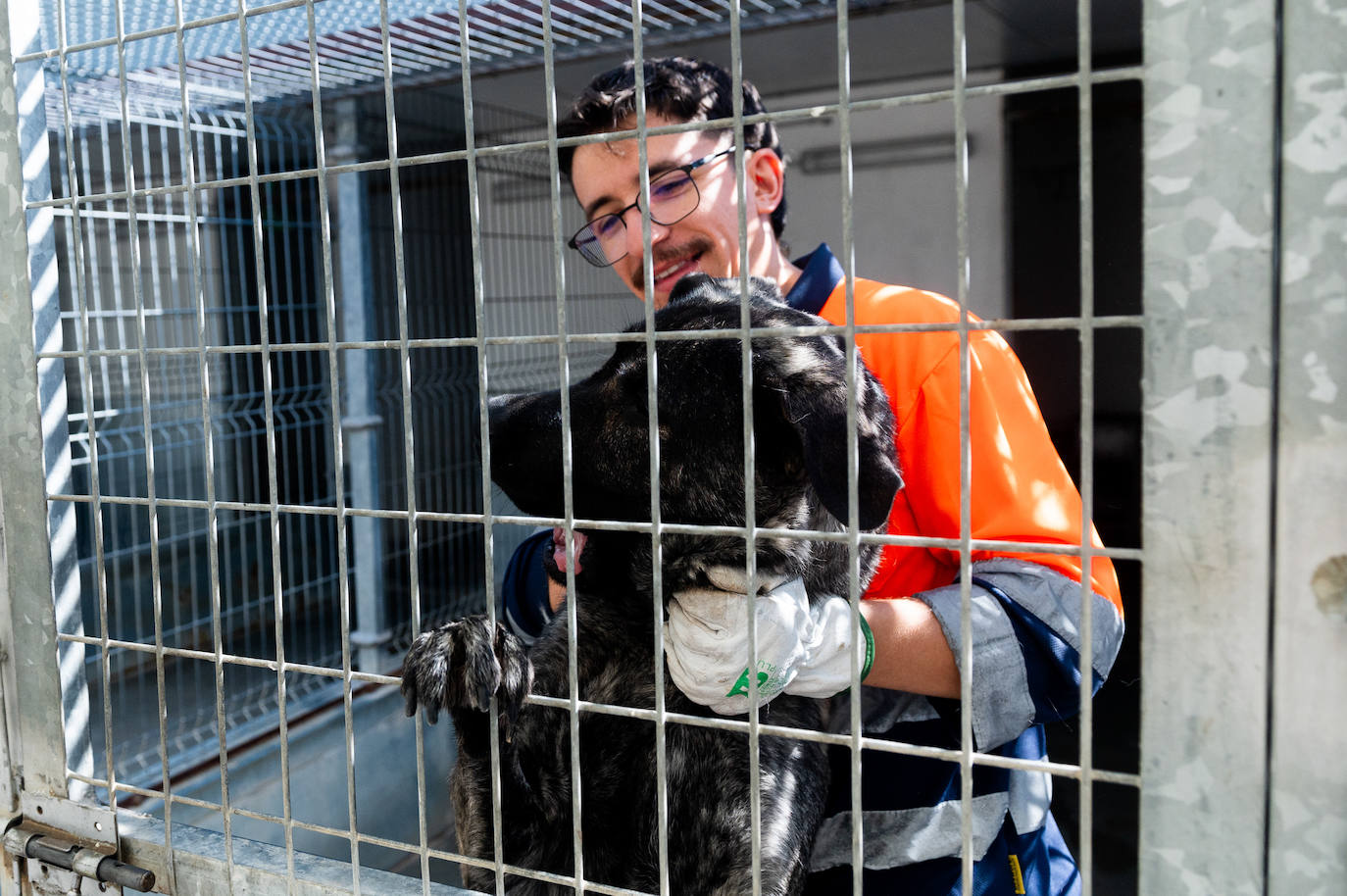 El centro de protección animal de Valladolid, saturado en verano