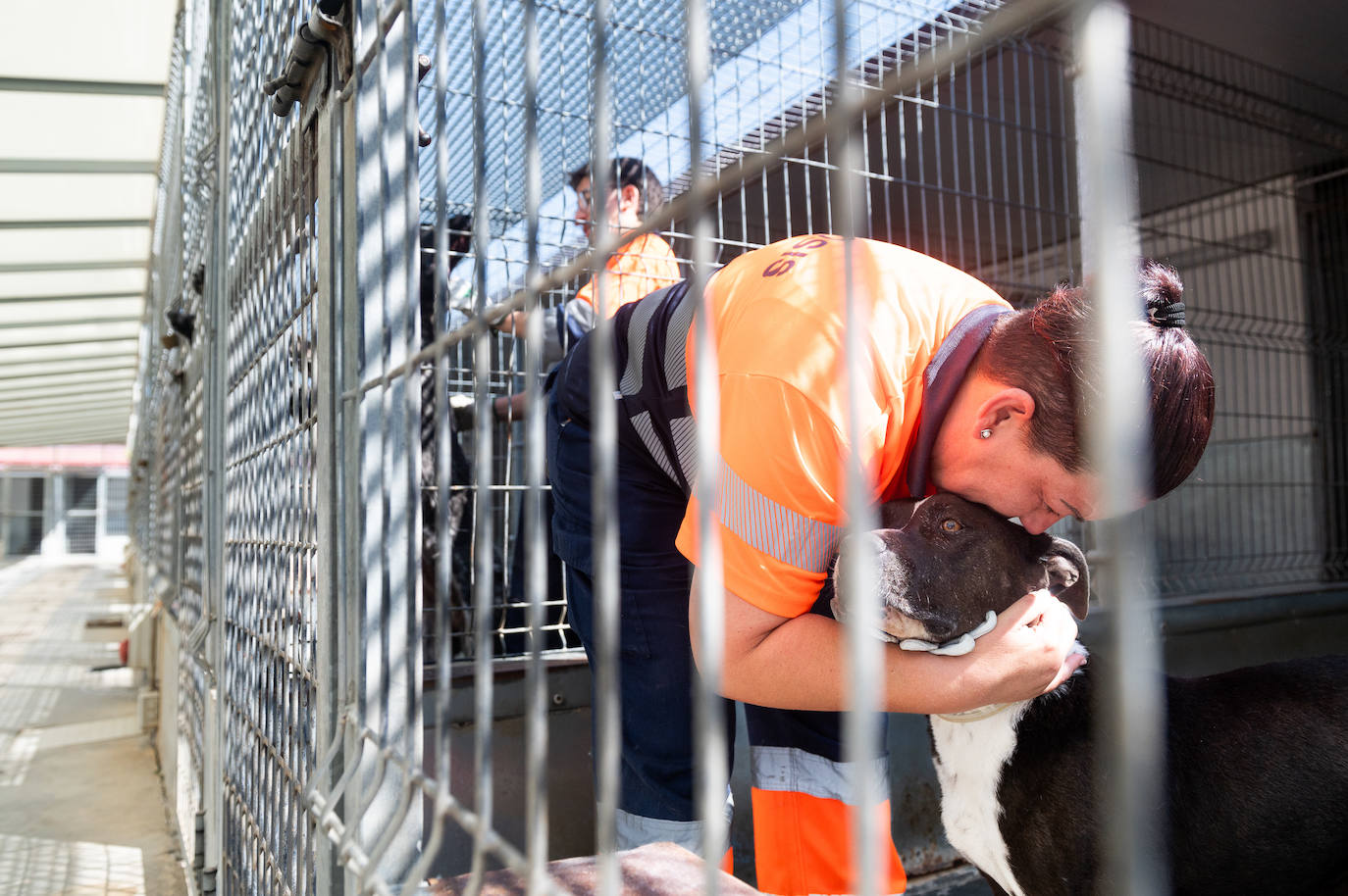 El centro de protección animal de Valladolid, saturado en verano