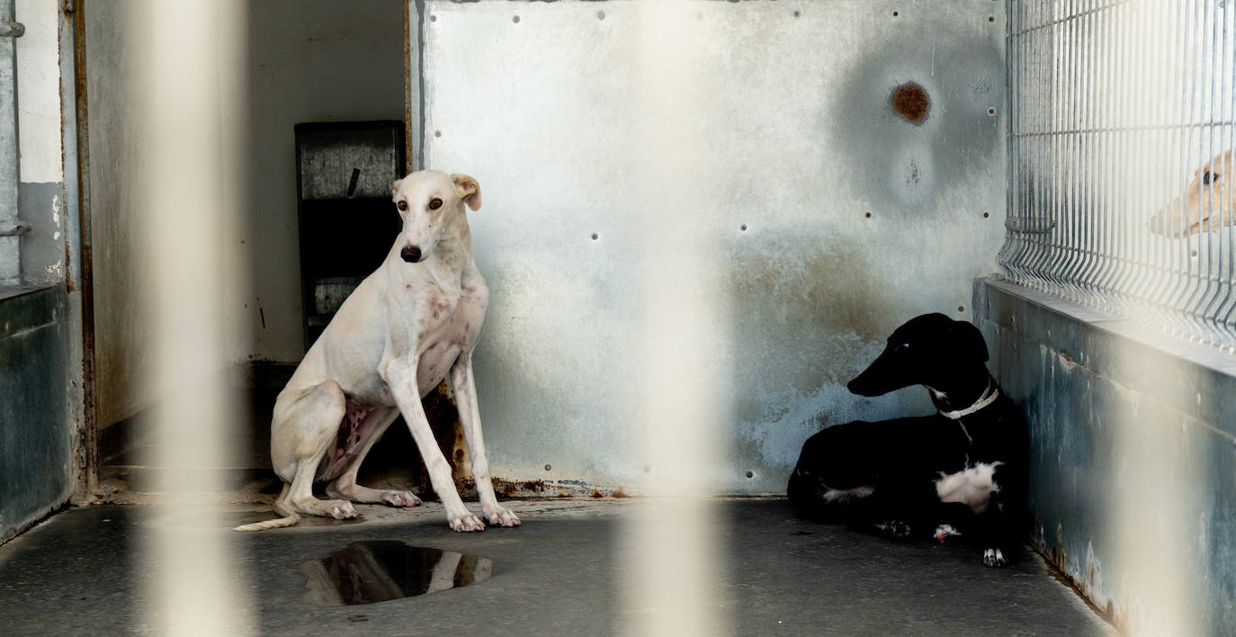 El centro de protección animal de Valladolid, saturado en verano