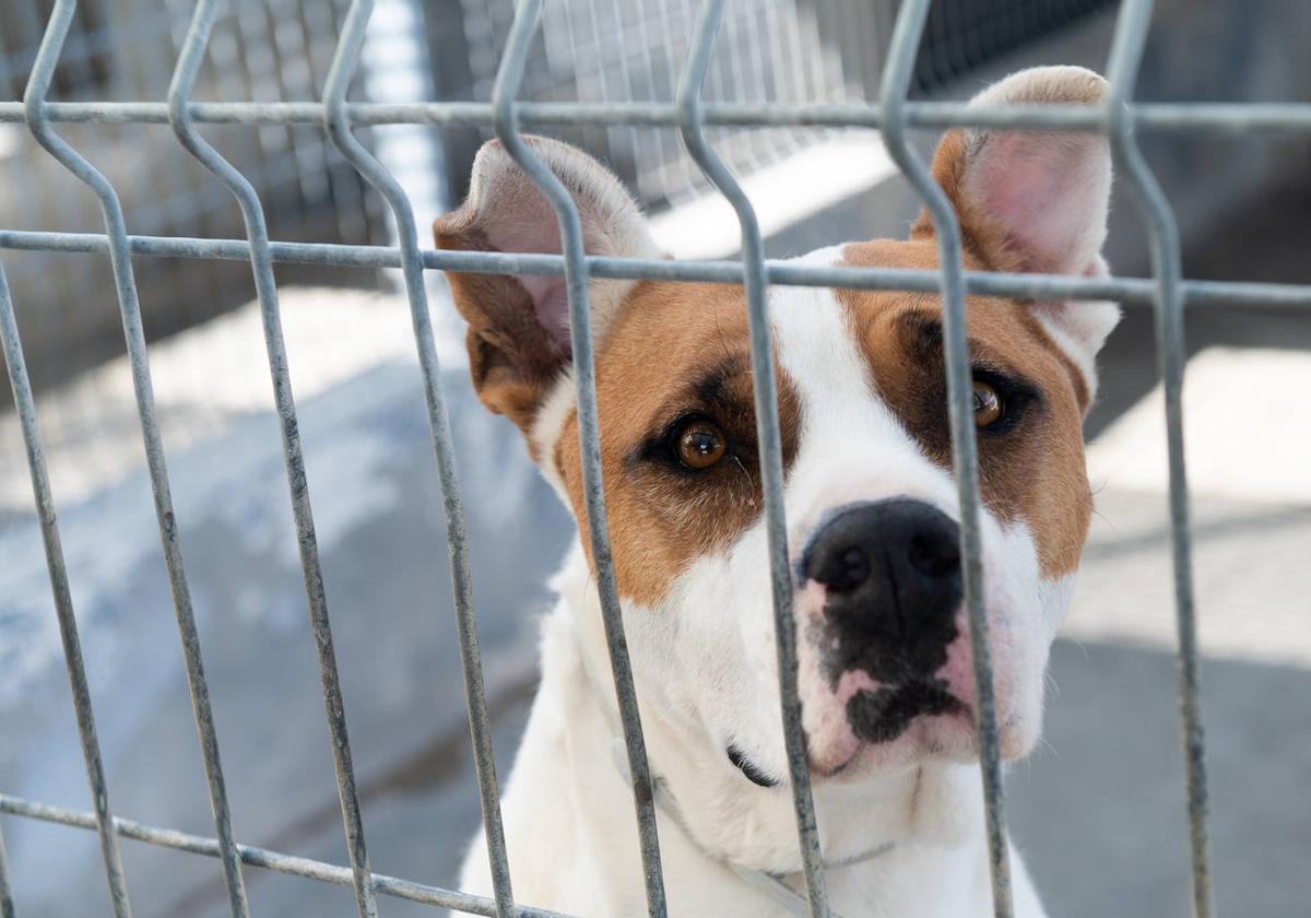 El centro de protección animal de Valladolid, saturado en verano