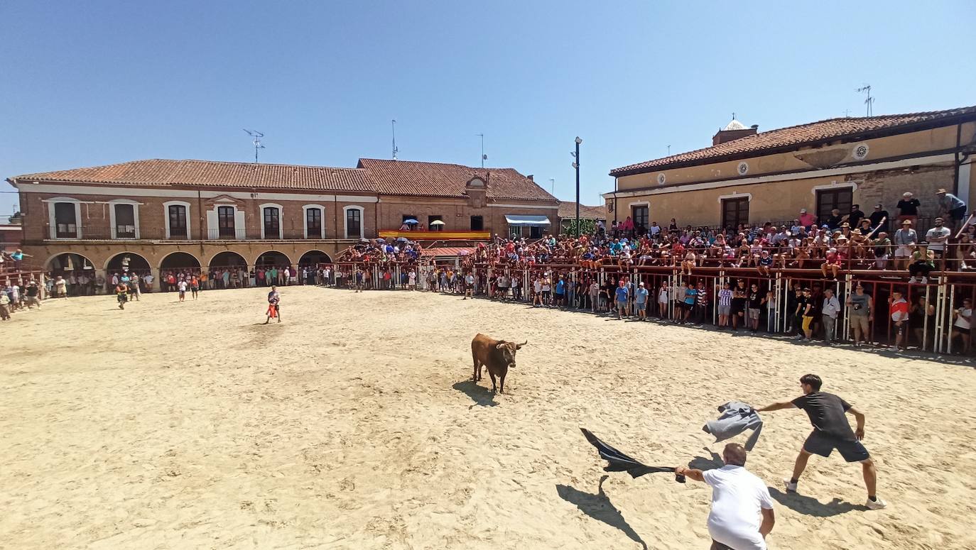 Las imágenes del toro de cajón en La Seca